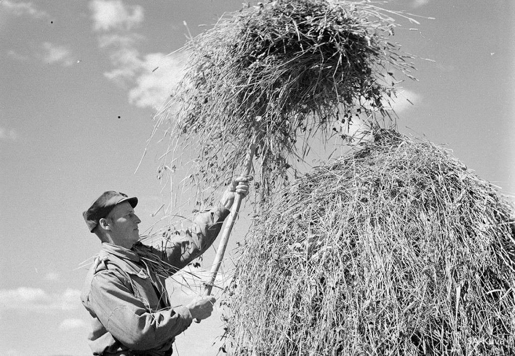 Heinäntekoa Simpeleellä 13.7.1941. SA-kuva. 